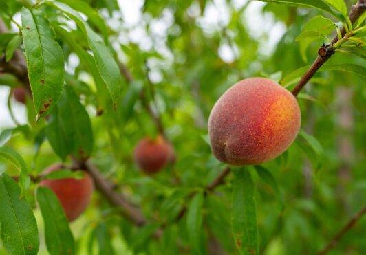 Texas Crop And Weather Report Texas Citrus Growers Faced Difficult Growing Season